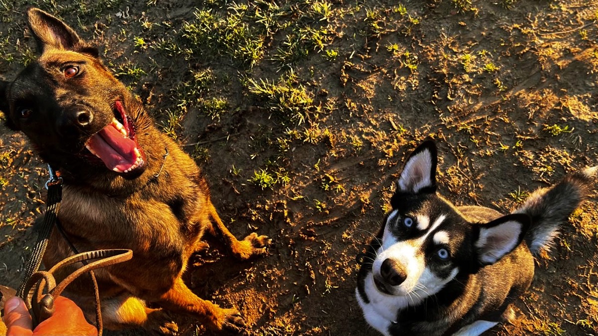 Wulf Naturals doğal köpek ödülleriyle mutlu köpekler