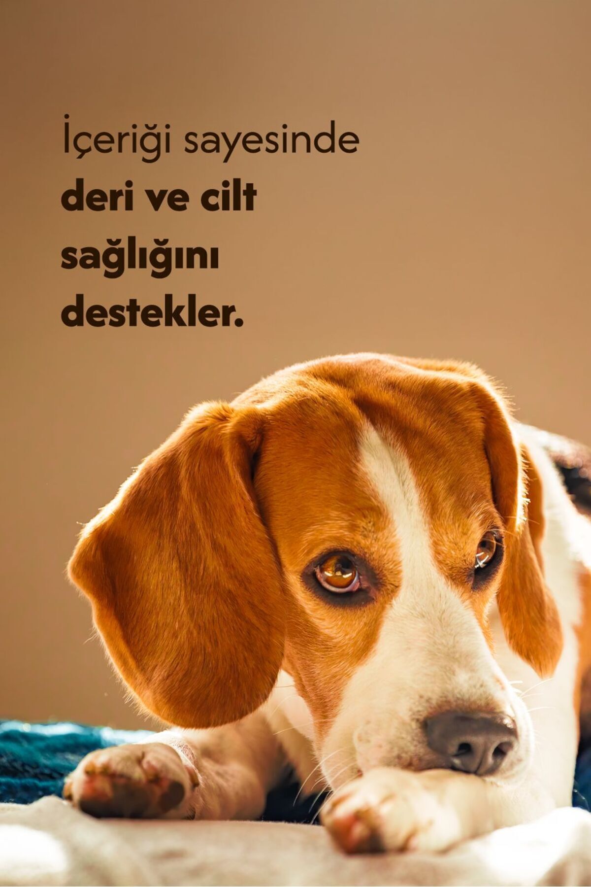 Dana Tırnak %100 Doğal Köpek Ödül Maması 6