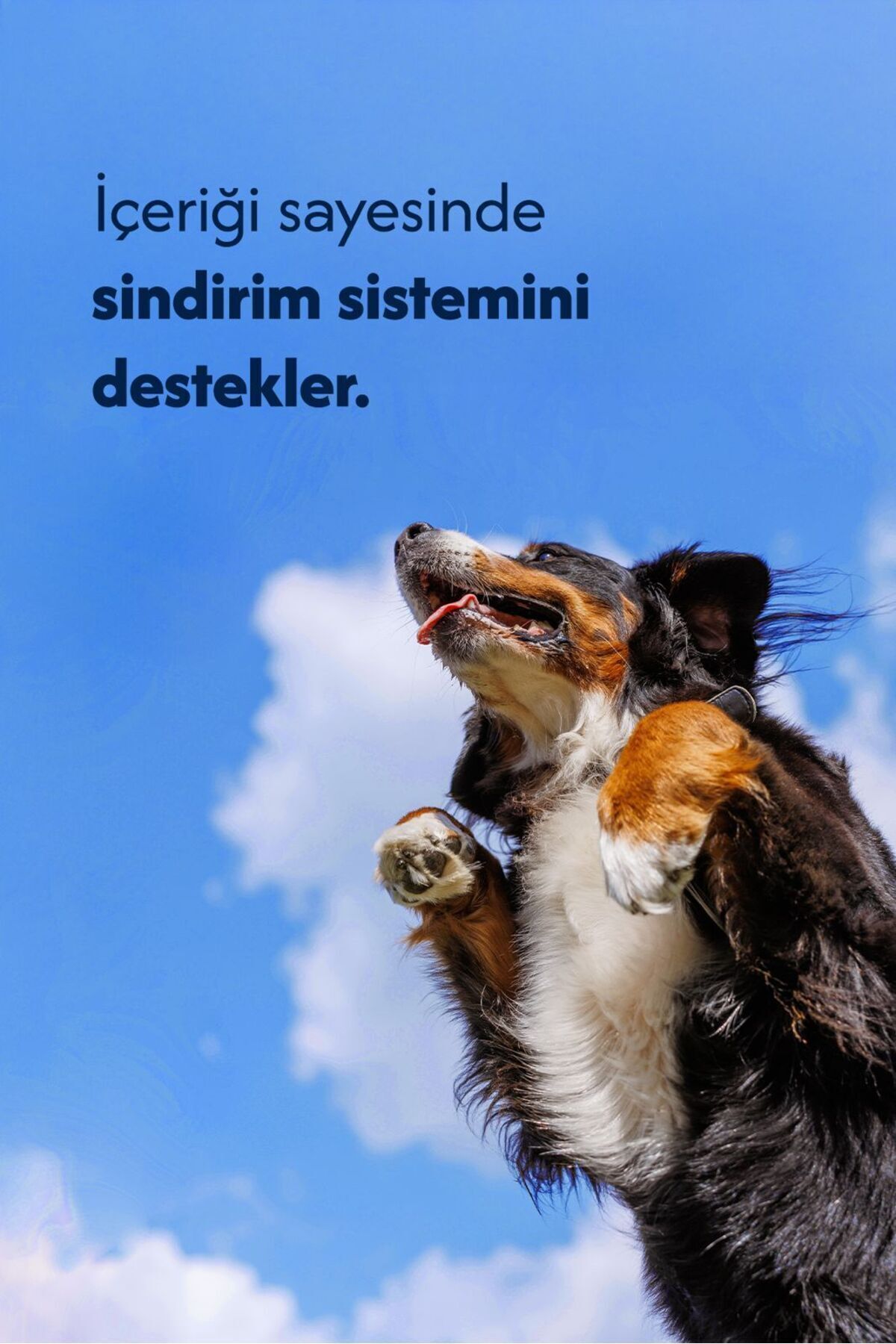 Tüylü Keçi Kulak %100 Doğal Köpek Ödül Maması 5